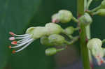 Ohio buckeye